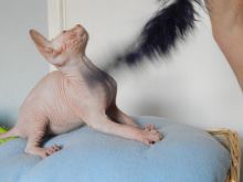 Sphynx Kittens For Sale