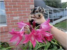 Tiny TeaCup and Toy-Size Yorkie Puppies