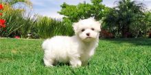 Two Teacup Maltese Puppies Needs a New Family