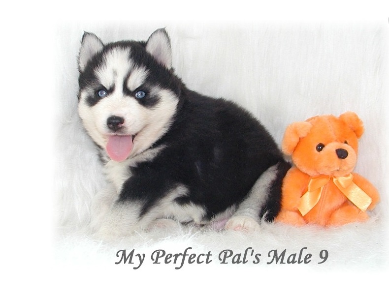Affordable Siberian Husky Puppies - Image eClassifieds4u