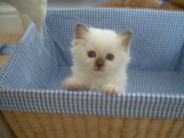 Beautiful Birman Kittens Image eClassifieds4u