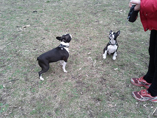 Boston Terrier Puppies Image eClassifieds4u