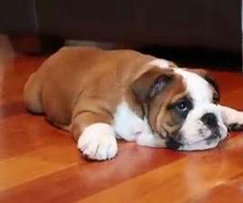 Cheap and Healty English Bulldog puppies for adoption Image eClassifieds4u