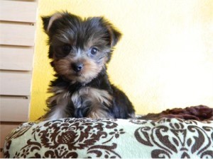 Cute Little Yorkies Image eClassifieds4u