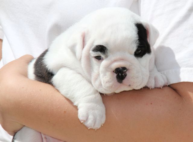 English Bulldog Puppy for Free Adoption Image eClassifieds4u