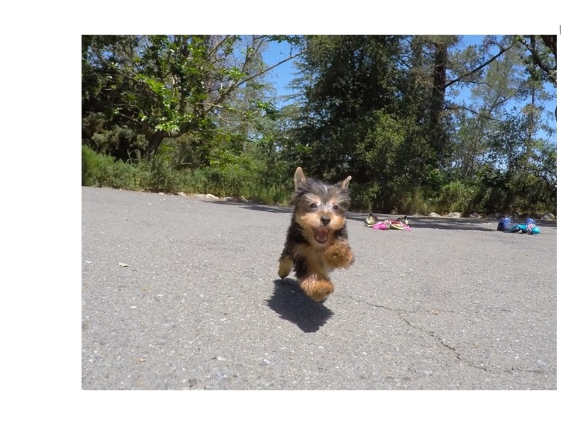 Free Akc Teacup yorkie puppies for Christmas adoption Image eClassifieds4u