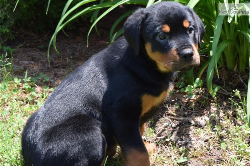 german shepherd puppies Image eClassifieds4u