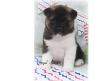 Akita Puppies Image eClassifieds4U