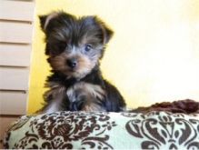 Cute Little Yorkies Image eClassifieds4U