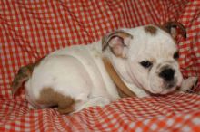 English Bulldog Puppies Image eClassifieds4U
