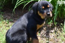 german shepherd puppies Image eClassifieds4U