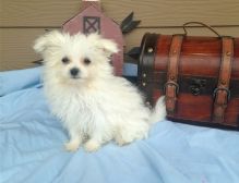 Maltese puppies Image eClassifieds4U