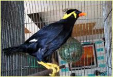 Mynah Birds For sale (816) 265-1356 Image eClassifieds4U