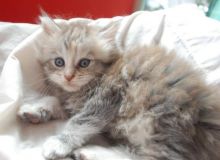 Pedigree Mainecoon Kittens Image eClassifieds4U