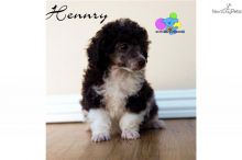 POODLE PUPPIES Image eClassifieds4U