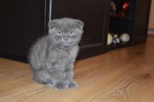 Scottish Fold Kittens For Sale Image eClassifieds4U