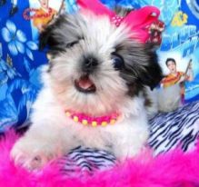 Shih Tzu Puppy Looking for a New Home Image eClassifieds4U