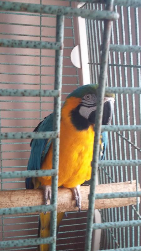 Macaw Parrots For Sale Image eClassifieds4u