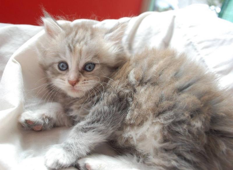 Pedigree Mainecoon Kittens Image eClassifieds4u