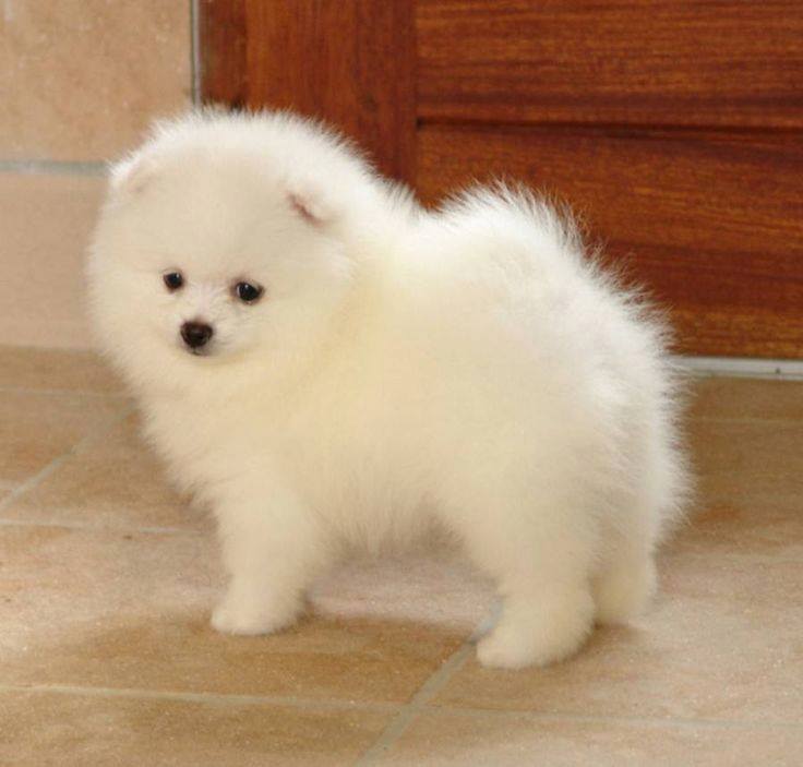 Pomeranian Puppy Image eClassifieds4u