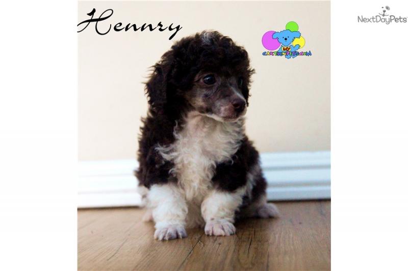 POODLE PUPPIES Image eClassifieds4u