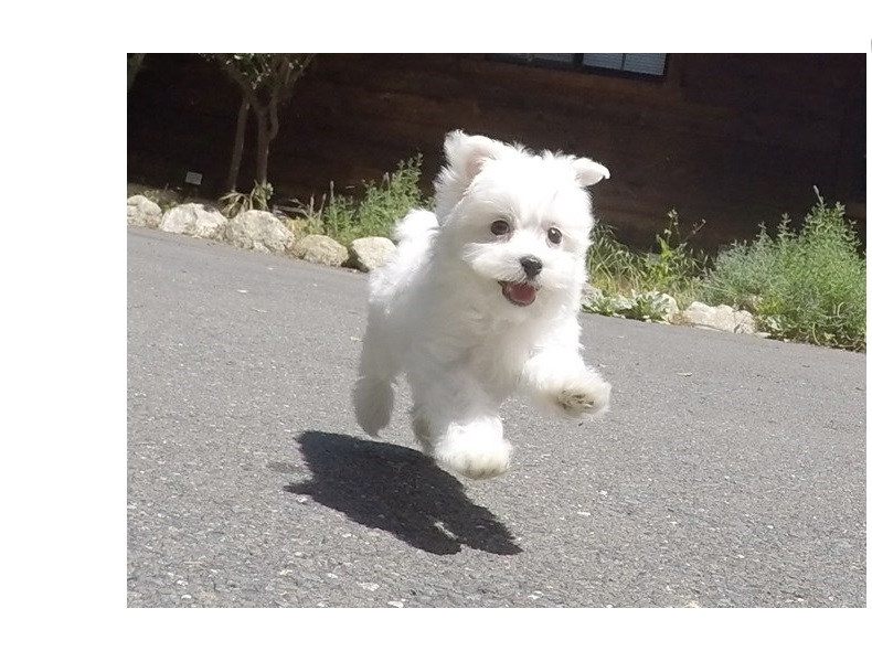 Pure White Maltese Ready for New Home Image eClassifieds4u