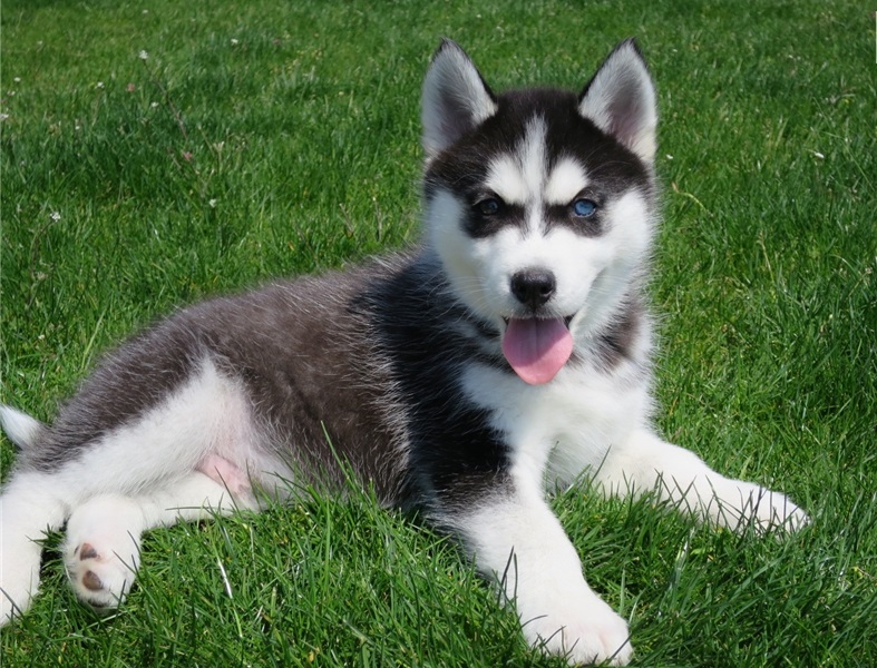 Siberian Husky Puppies Image eClassifieds4u