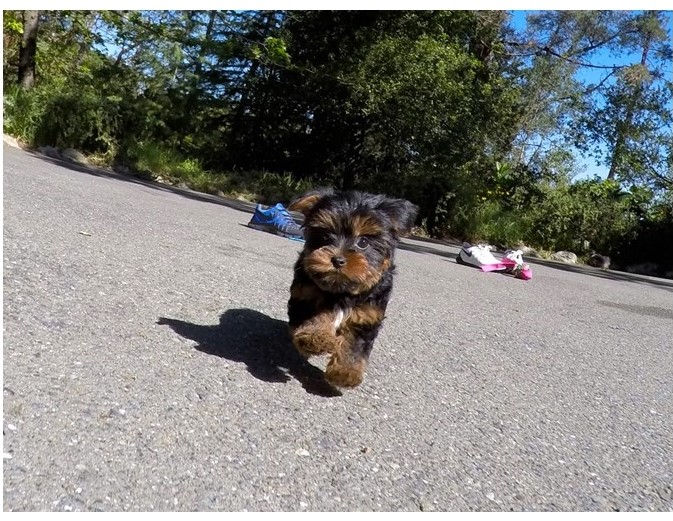 Yorkie puppies Image eClassifieds4u