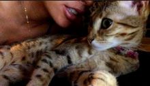 Savannah Cat For Sale