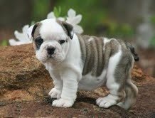 ADORABLE ENGLISH BULLDOG PUPPIES Image eClassifieds4U