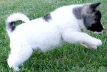 Two adorable 10 week old puppies AKITA Image eClassifieds4U