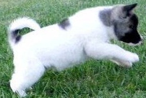 Two adorable 10 week old puppies AKITA Image eClassifieds4u