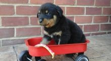 Britishus Show Rottweiler / Kc Reg. Bulldog Puppies