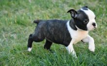 Absolutely Healthy Boston Terrier Puppy