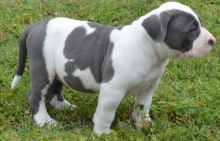 Akc registered American Bulldog puppies -