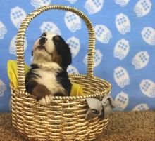 Beautiful Bernese Mountain Puppies For Sale. Ready Now.