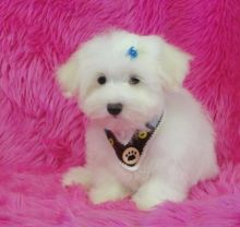 Beautiful Maltese Puppies