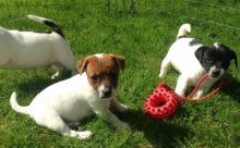 Brilliant Jack Russell Terrier Puppies Now Ready For Adoption