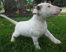 BULL TERRIER Puppies