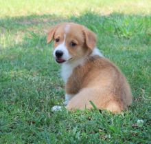 CHARMING C.K.C PEMBROKE WELSH CORGI PUPPIES FOR ADOPTION