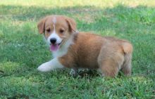 CHARMING C.K.C PEMBROKE WELSH CORGI PUPPIES FOR ADOPTION