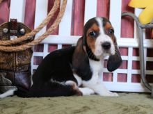 C.K.C Registered Male & Female Basset Hound Pups For Adoption