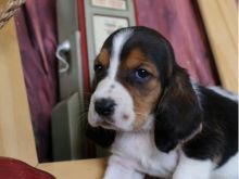 C.K.C Registered Male & Female Basset Hound Pups For Adoption