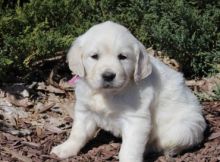 Golden Retriever Puppies 5*