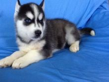 husky Puppies F1