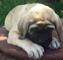 Kc Reg Mastiff Puppys