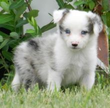 Lovely pure breed Border Collie puppies.