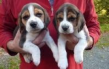 NICE AND HEALTHY C.KC. BEAGLE PUPPIES FOR ADOPTION