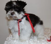 Rainbow Litter Kc Mini Schnauzer Puppys