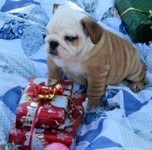 Stunning F1 English Bulldog Pups Ready Now